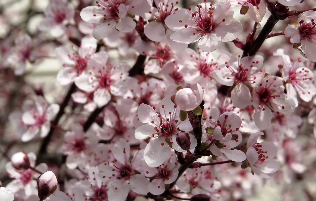 Photo wallpaper cherry, tree, spring