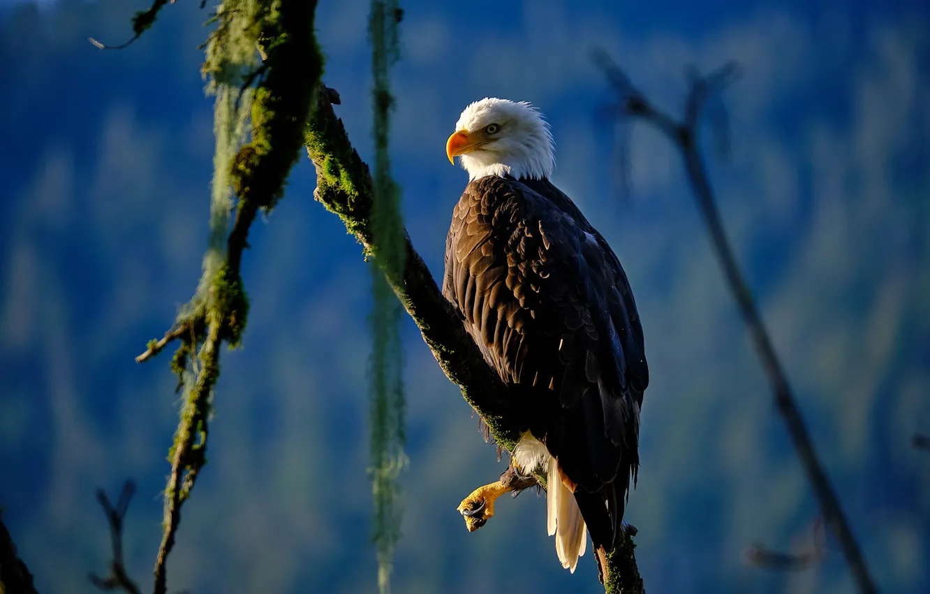 Photo wallpaper branches, background, bird, Bald eagle