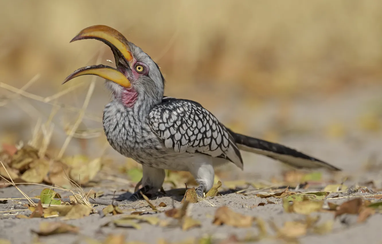 Photo wallpaper nature, bird, DUELL ©, outdoor beak