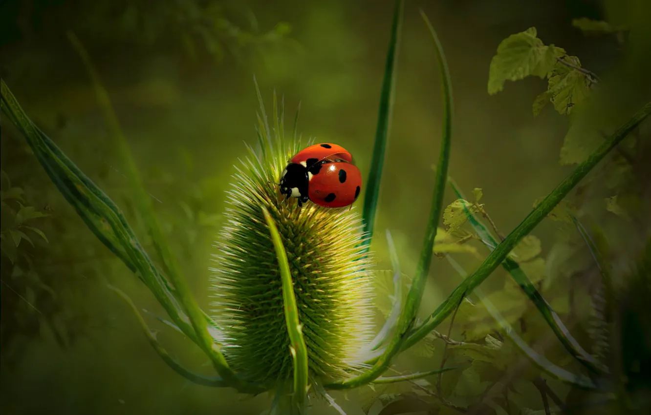 Photo wallpaper greens, background, ladybug