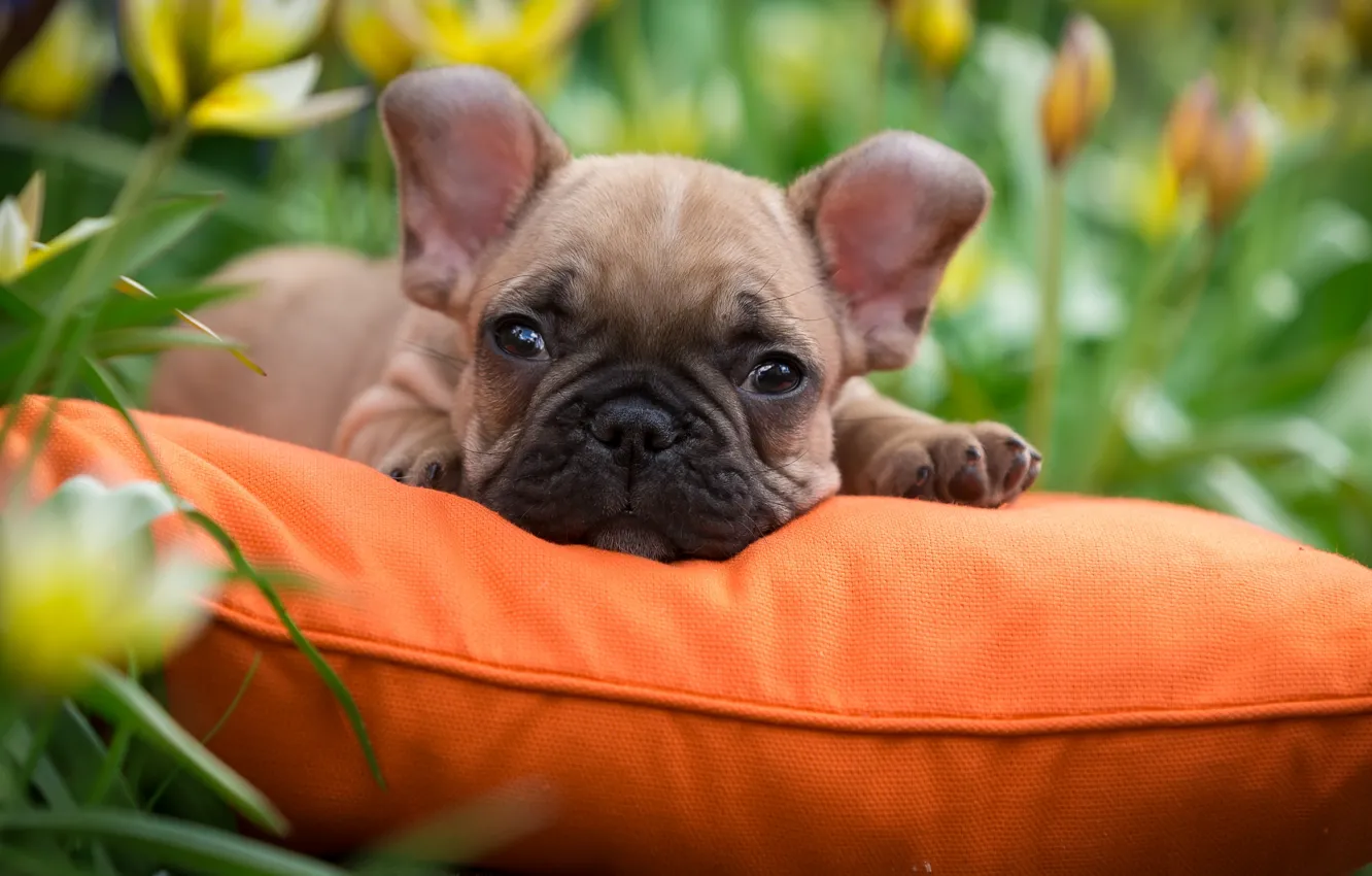 Photo wallpaper grass, puppy, pillow, French bulldog