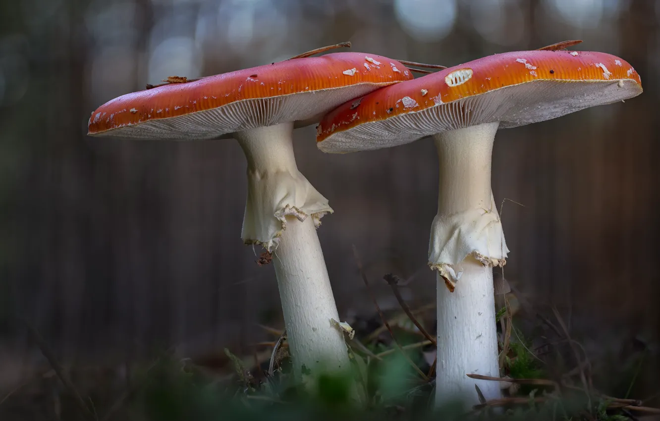 Photo wallpaper forest, macro, mushrooms, mushroom, a couple, bokeh, two mushroom