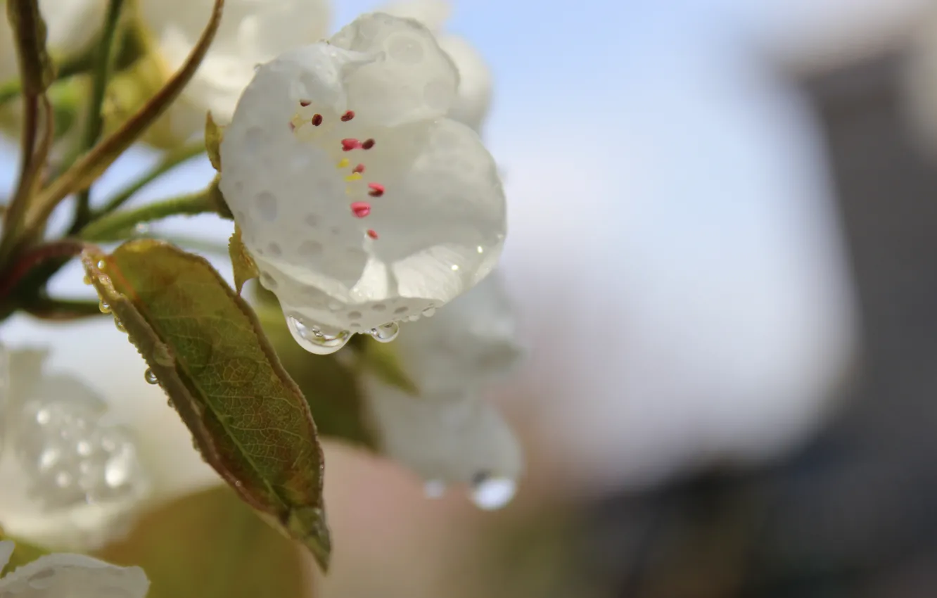 Photo wallpaper leaves, drops, Rosa, spring, pear, white flowers, blue sky
