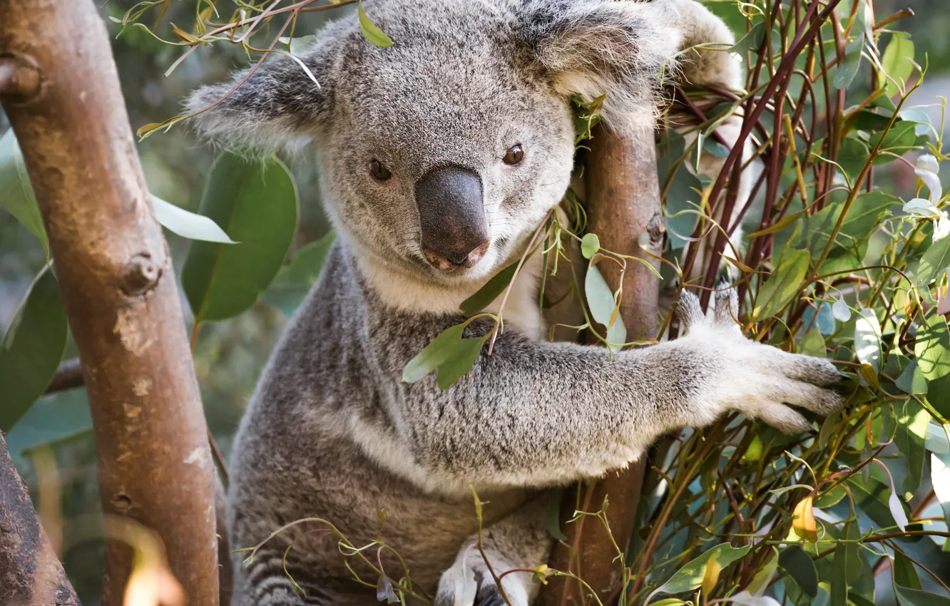 Photo wallpaper trees, Koala, eucalyptus