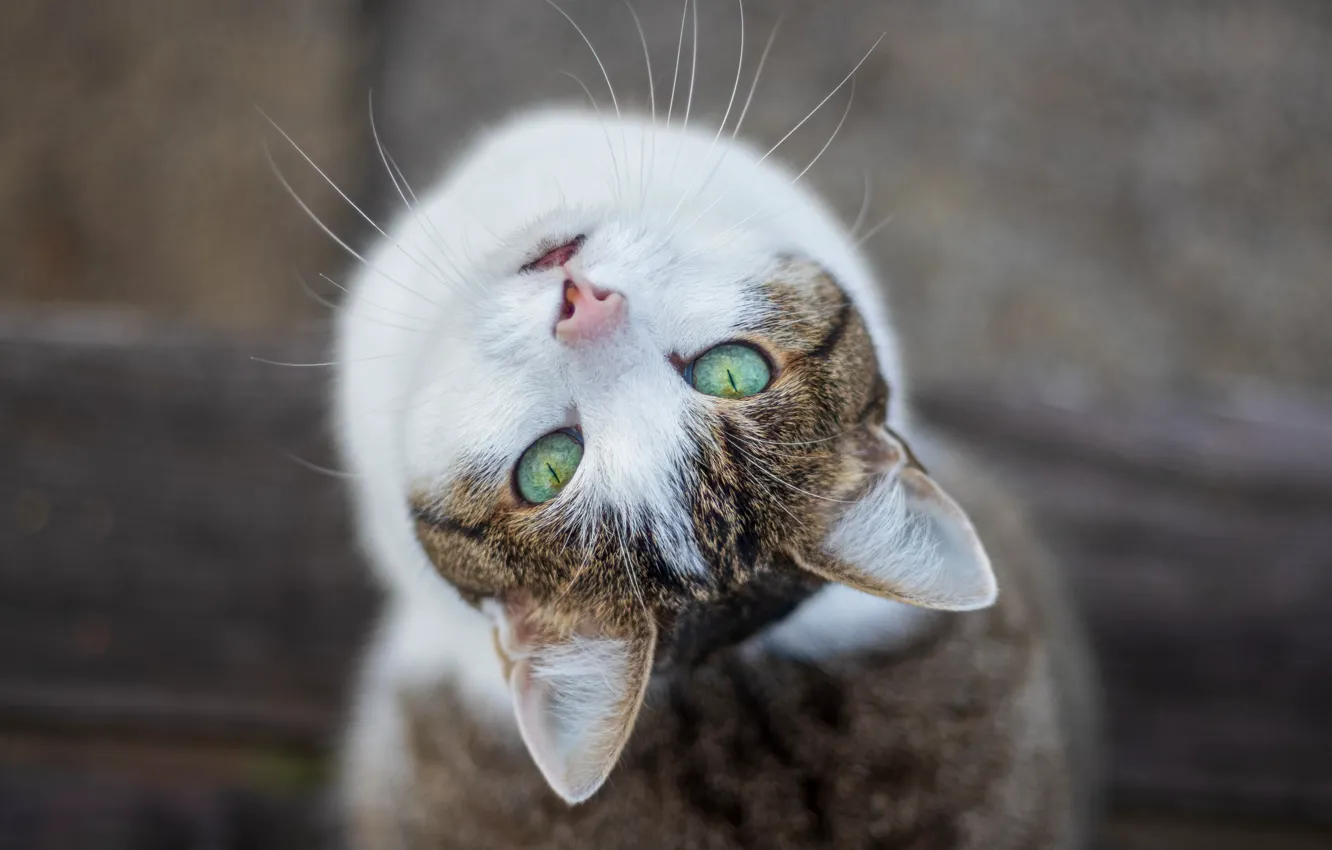 Photo wallpaper cat, eyes, cat, mustache, look, face