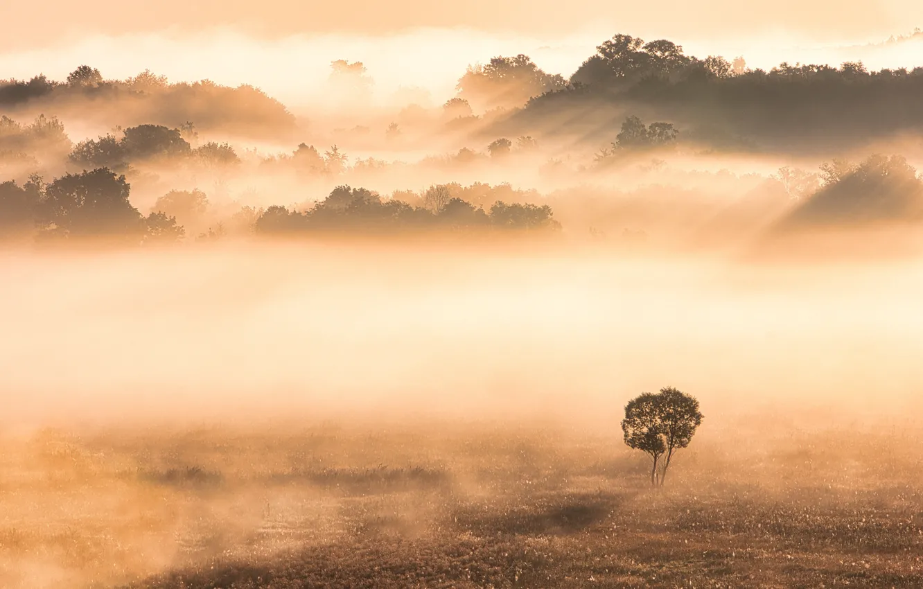 Photo wallpaper trees, landscape, nature, fog