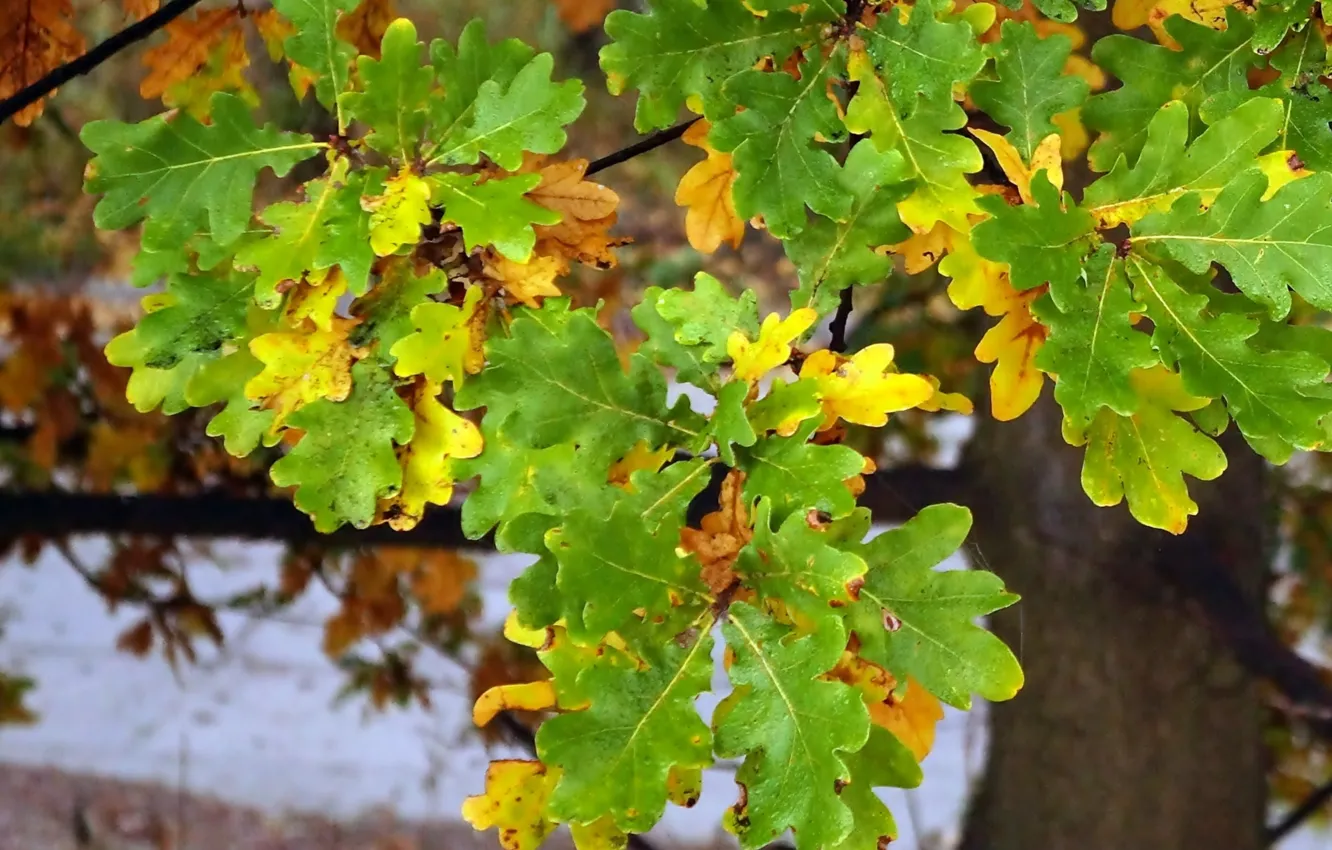 Photo wallpaper autumn, tree, leaf, twig