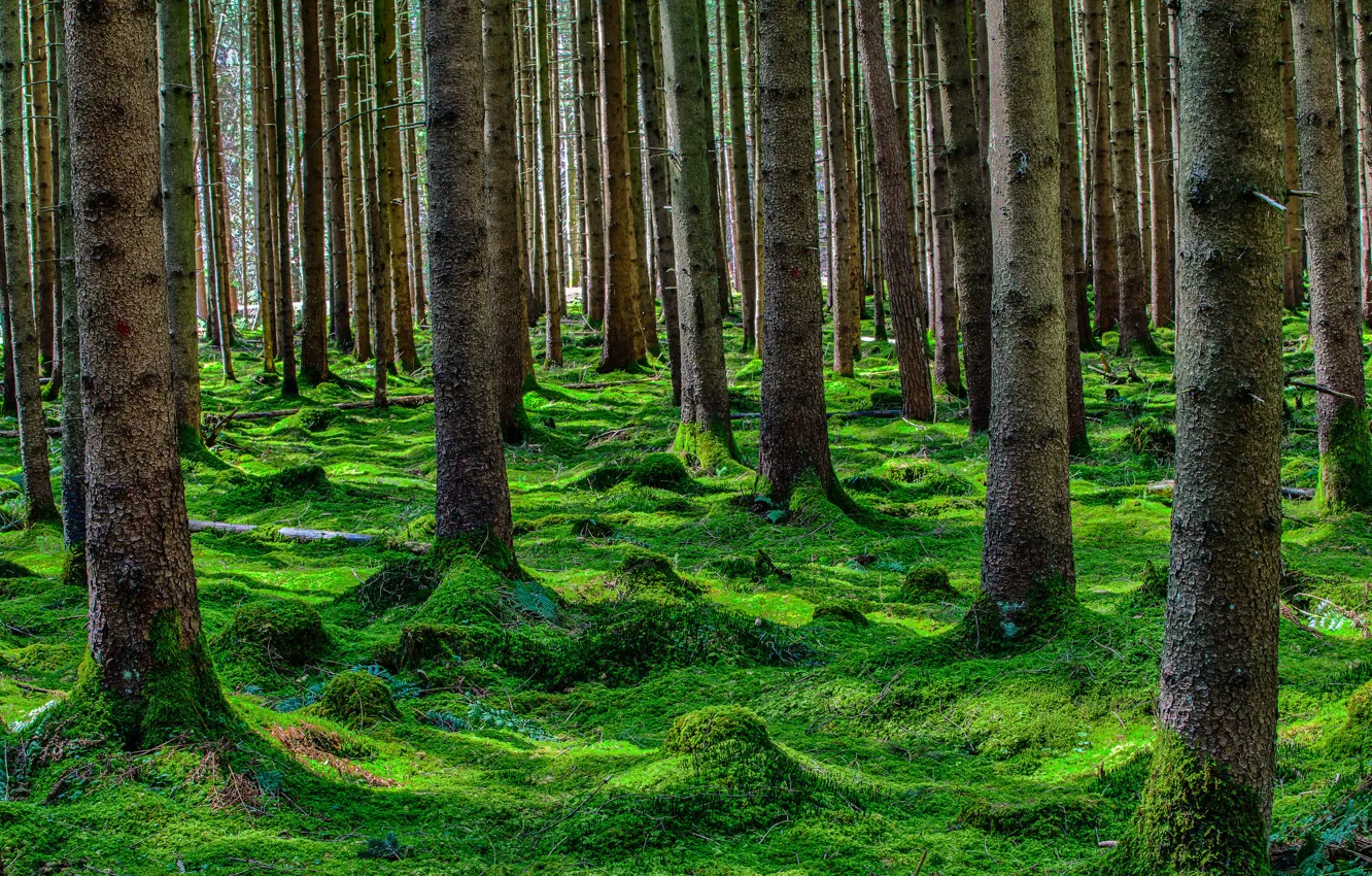 Photo wallpaper forest, summer, trees, moss, coniferous
