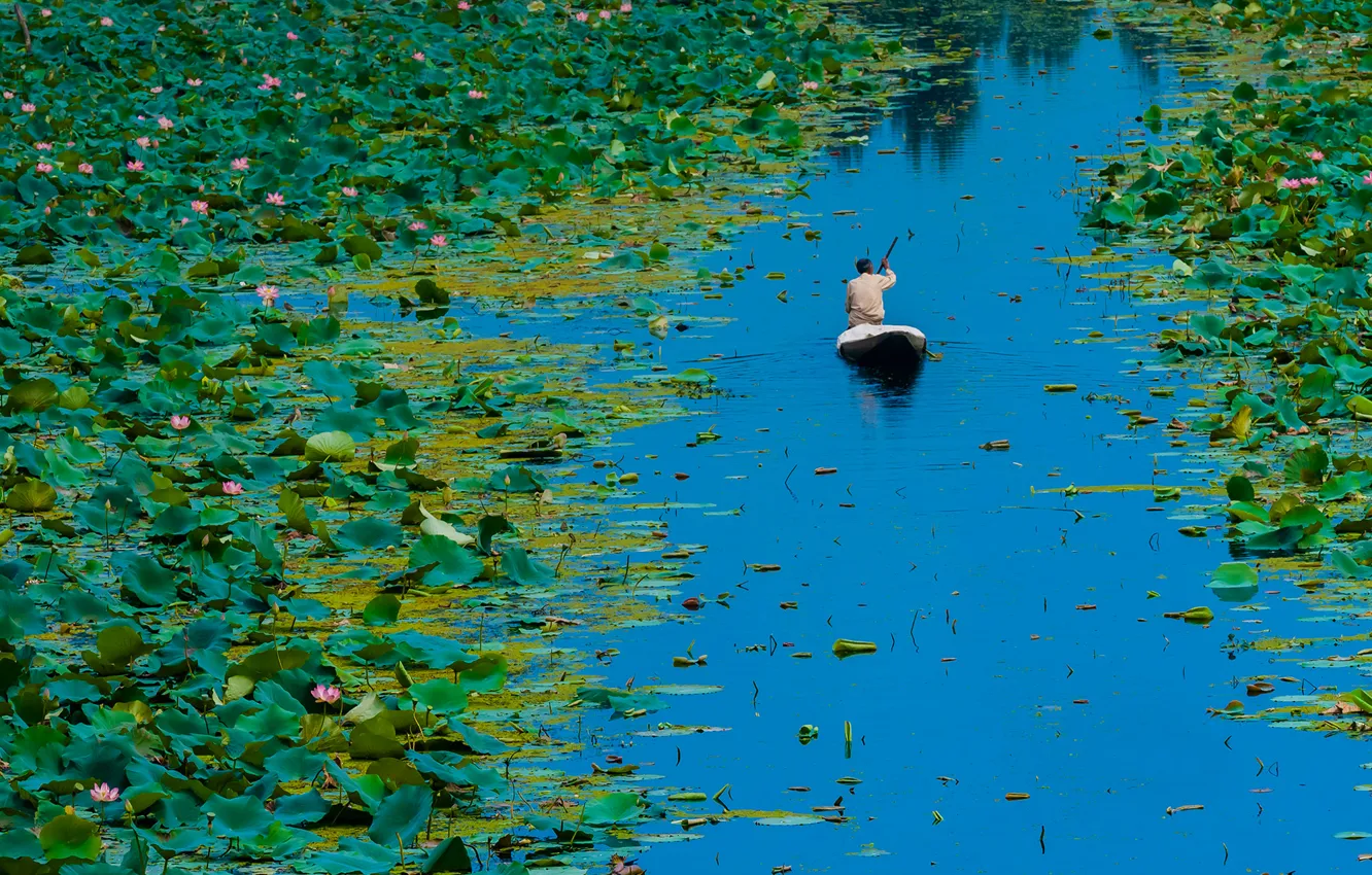 Photo wallpaper leaves, flowers, boat, India, Lotus, Dal lake, Srinagar, Jammu and Kashmir