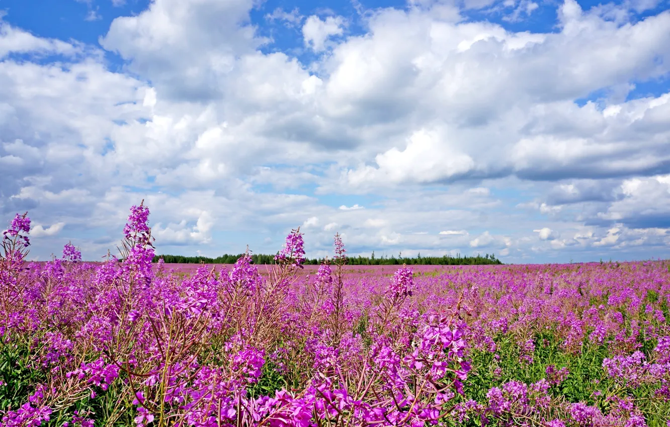 Photo wallpaper summer, the sky, clouds, flowers, meadow