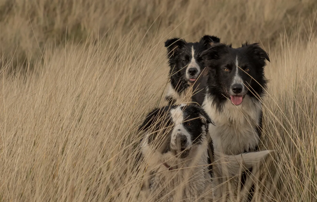 Photo wallpaper field, dog, the border collie, blade of grass, Wallpaper from lolita777
