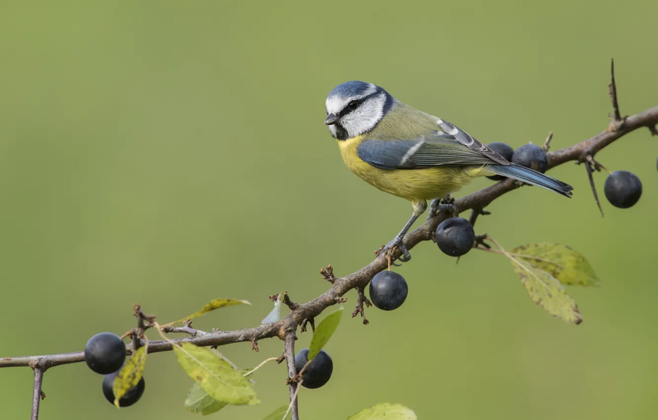 Photo wallpaper berries, bird, tit