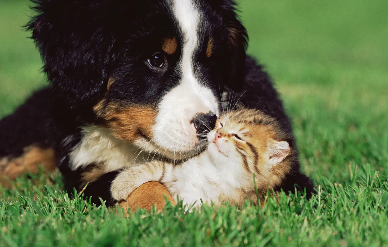Photo wallpaper grass, dog, friendship, kitty