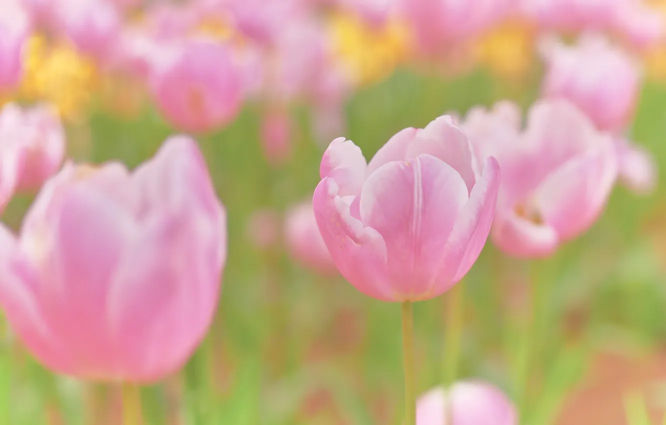 Photo wallpaper flowers, spring, tulips, gentle, pink, flowerbed, bokeh