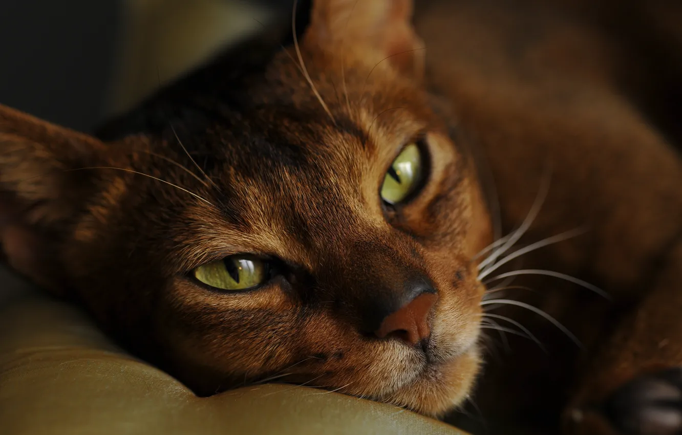 Photo wallpaper cat, eyes, cat, look, face, close-up, portrait, lies