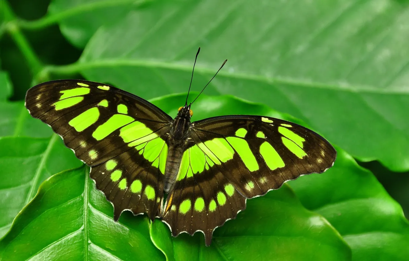 Photo wallpaper close-up, butterfly, wings, beautiful, green leaf
