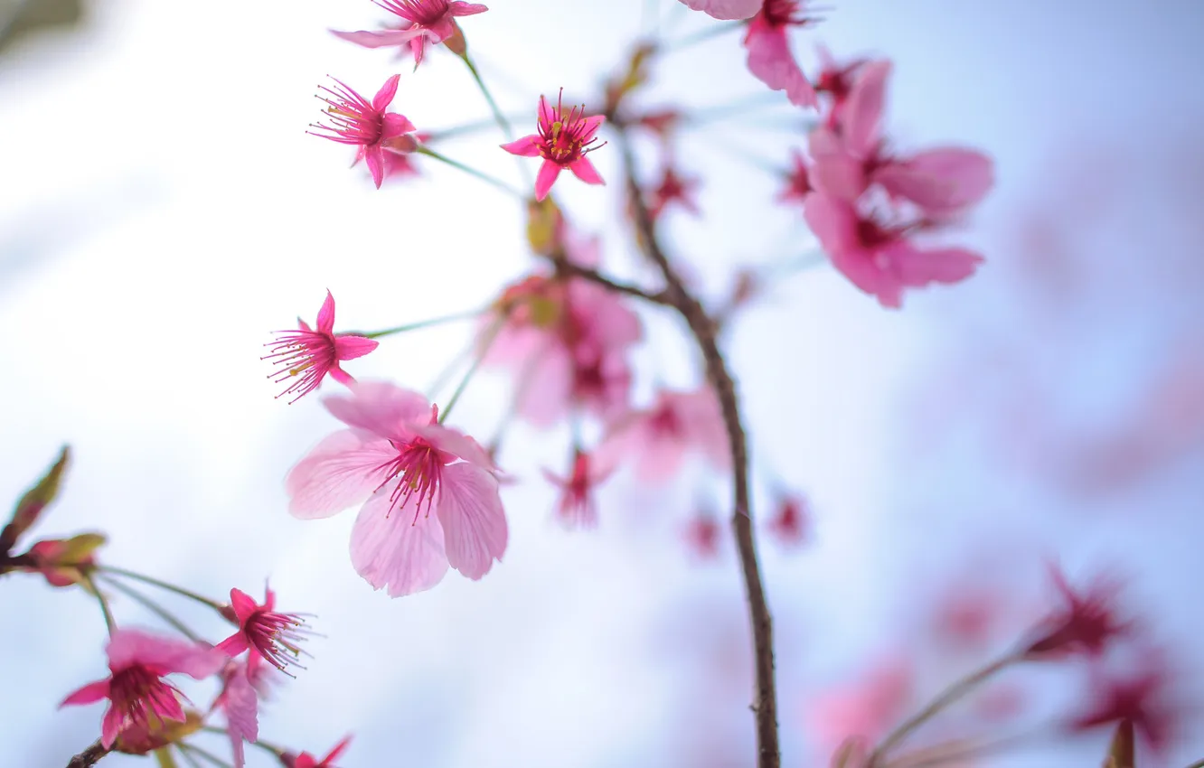 Photo wallpaper flowers, branch, spring, petals, garden