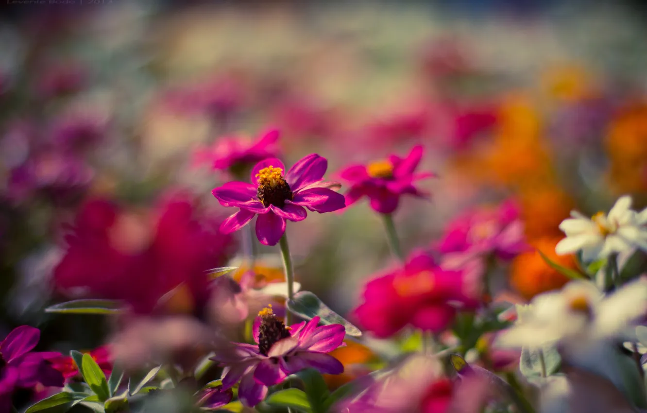 Photo wallpaper flowers, blur, pink, flowerbed