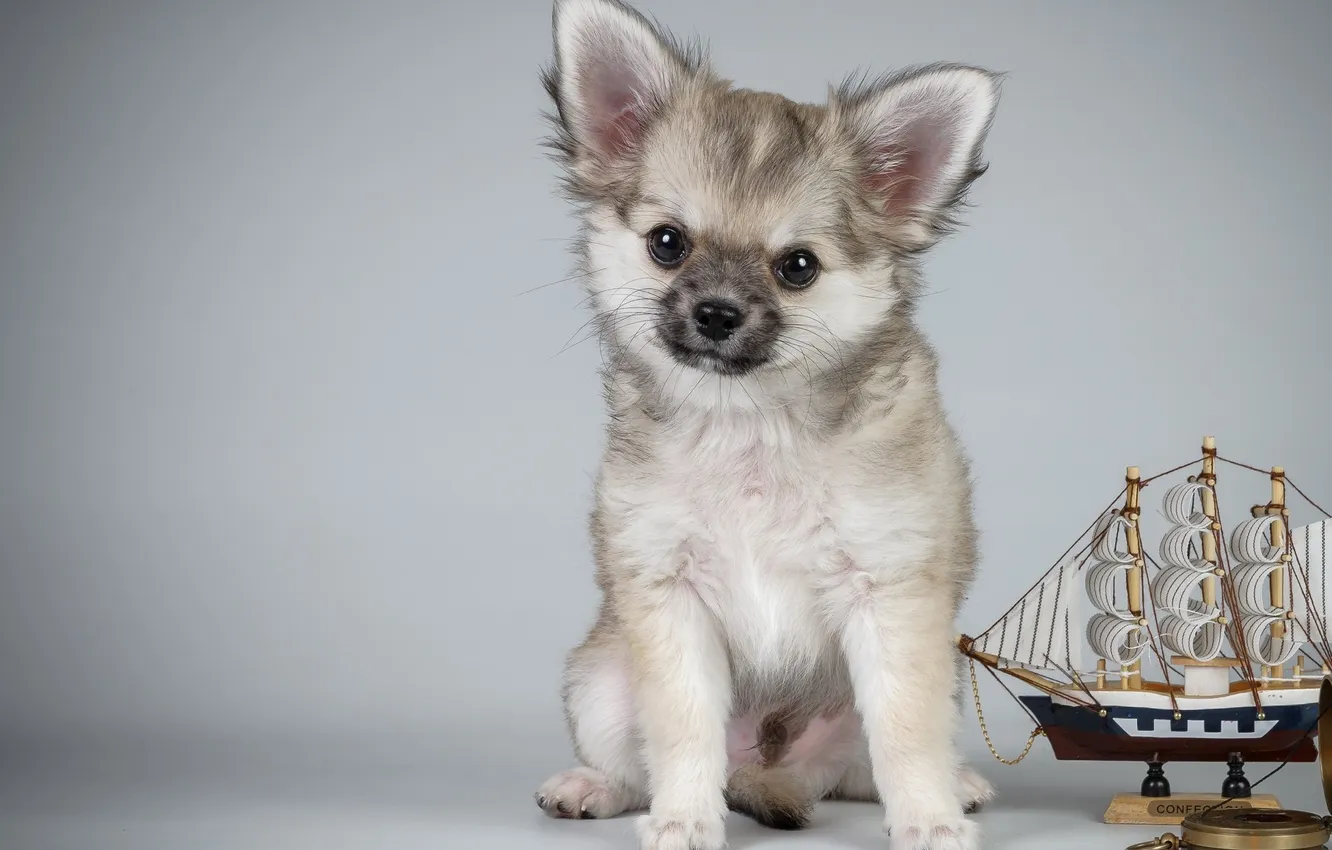 Photo wallpaper dog, puppy, boat