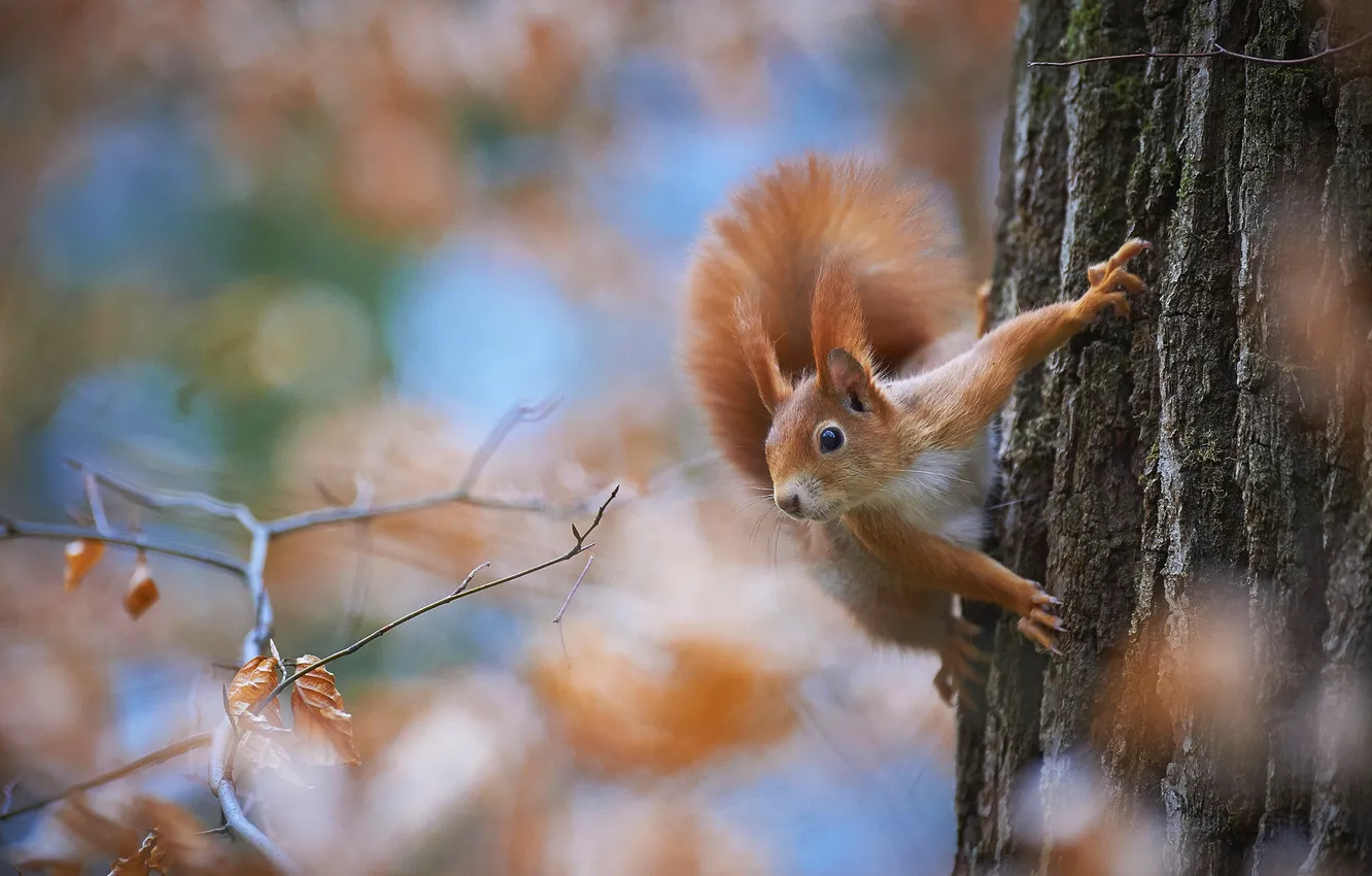Photo wallpaper autumn, look, leaves, trees, branches, pose, protein, red