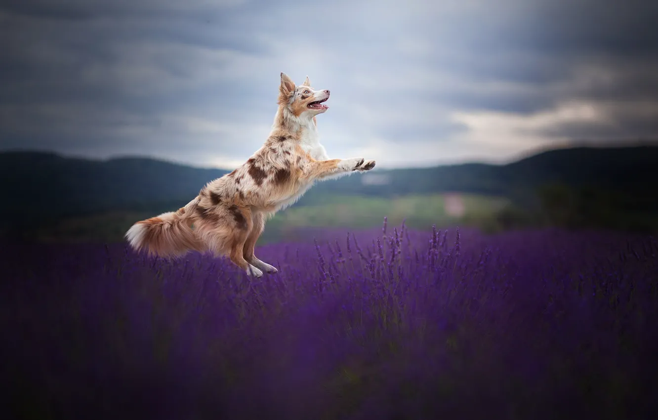 Photo wallpaper field, joy, jump, dog, lavender, the border collie