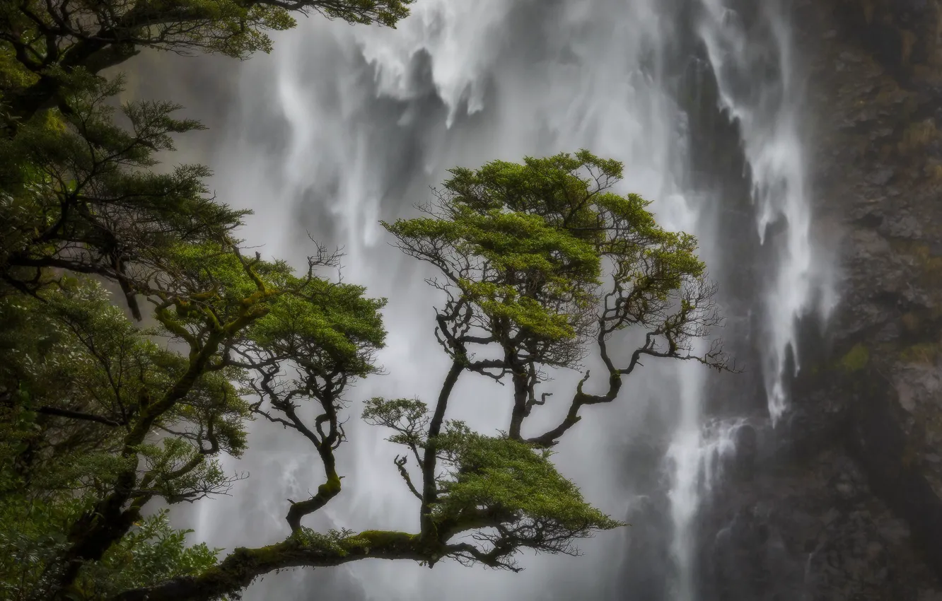 Photo wallpaper tree, waterfall, New Zealand, New Zealand, pine, Canterbury, Canterbury, Arthur's Pass National Park