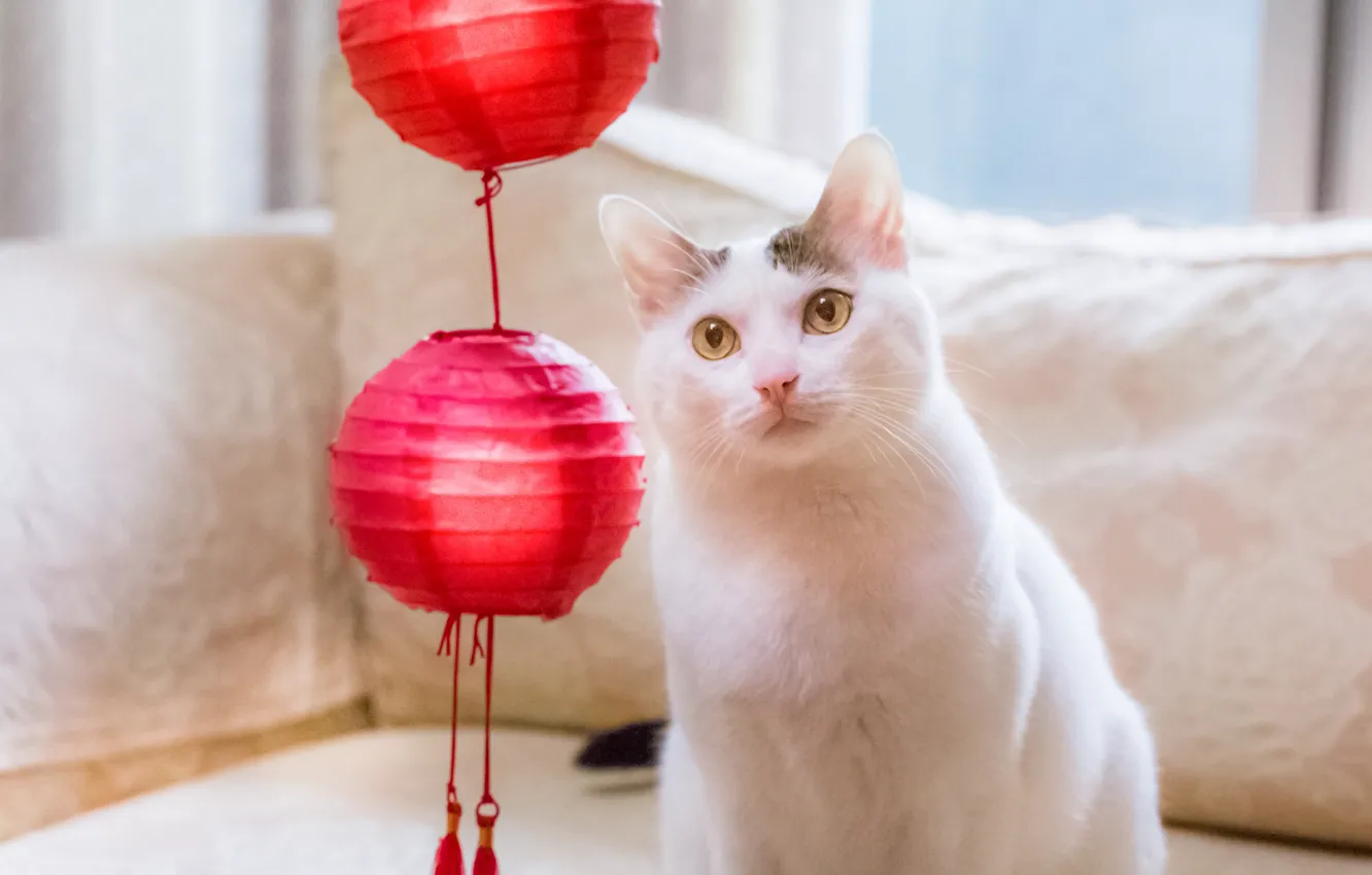Photo wallpaper cat, look, lanterns