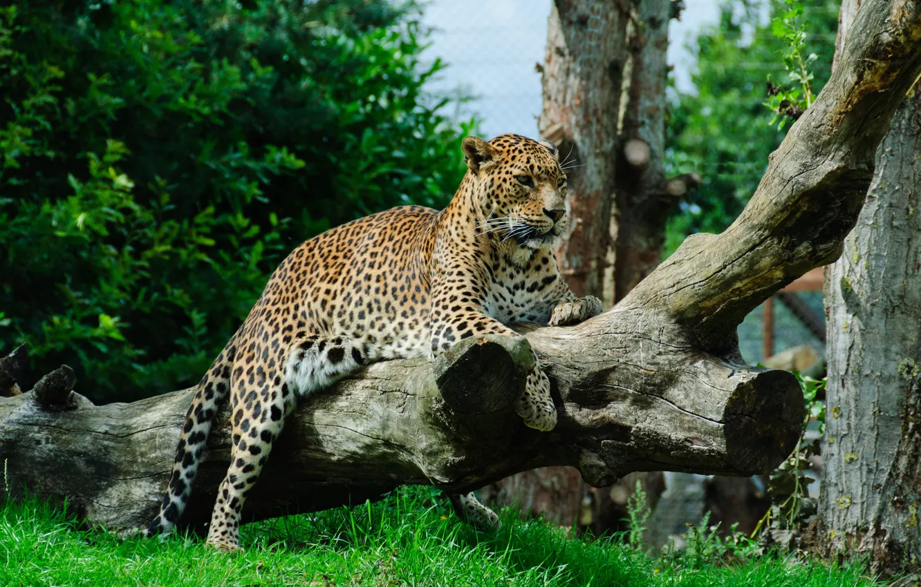 Photo wallpaper cat, grass, leopard, log