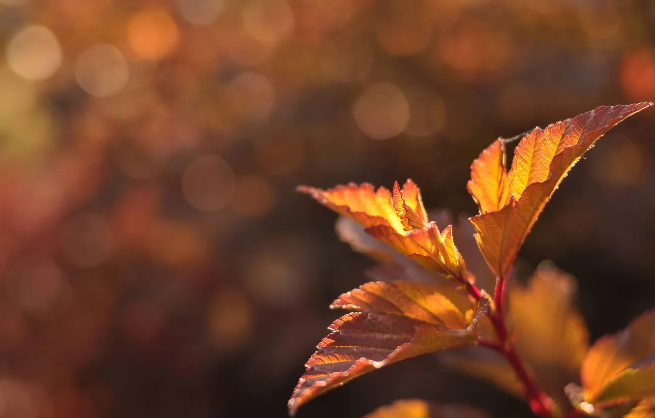 Photo wallpaper autumn, leaves, plant