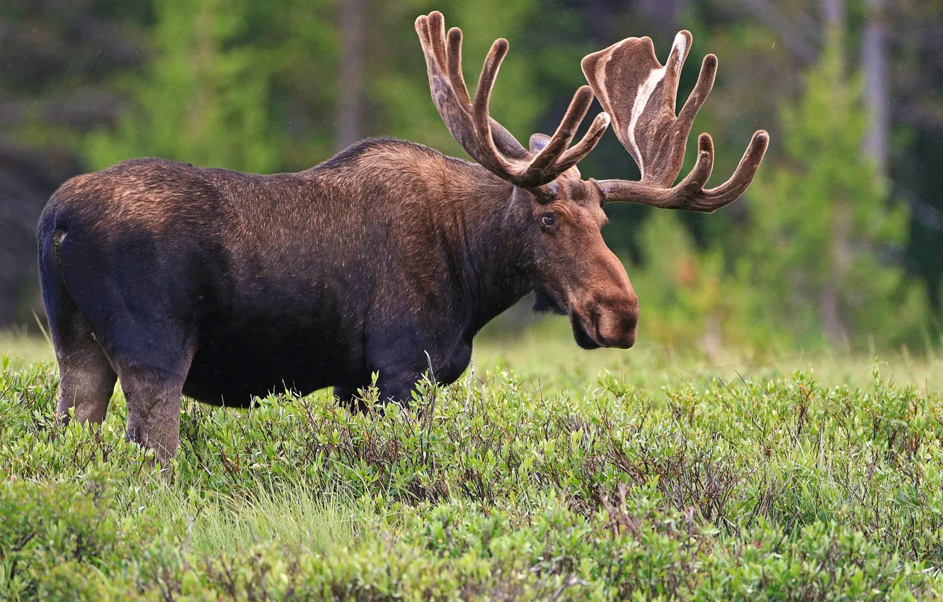 Photo wallpaper giant, horns, moose