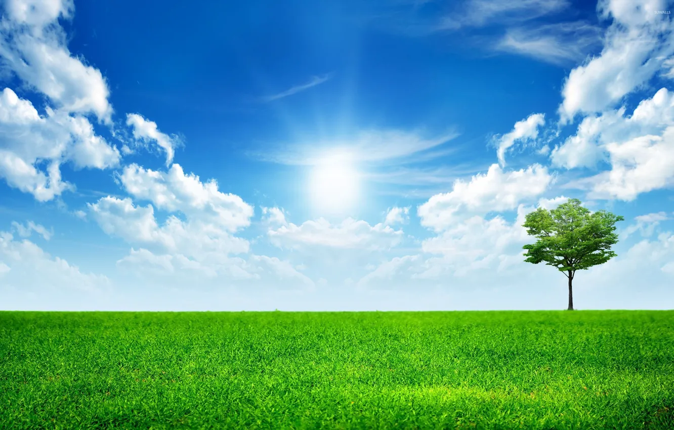 Photo wallpaper the sky, grass, clouds, green, lonely tree