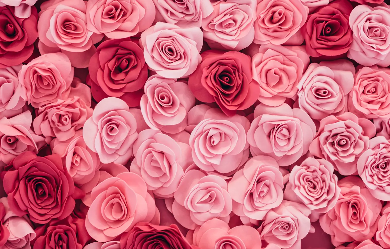 Photo wallpaper flowers, buds, flower, a lot, pink, roses