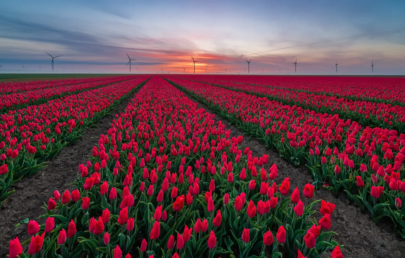 Photo wallpaper field, sunset, tulips, windmills