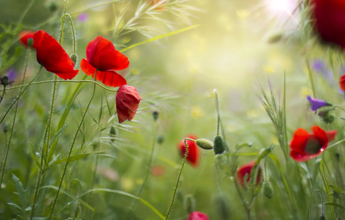 Photo wallpaper field, summer, grass, flowers, Maki, red