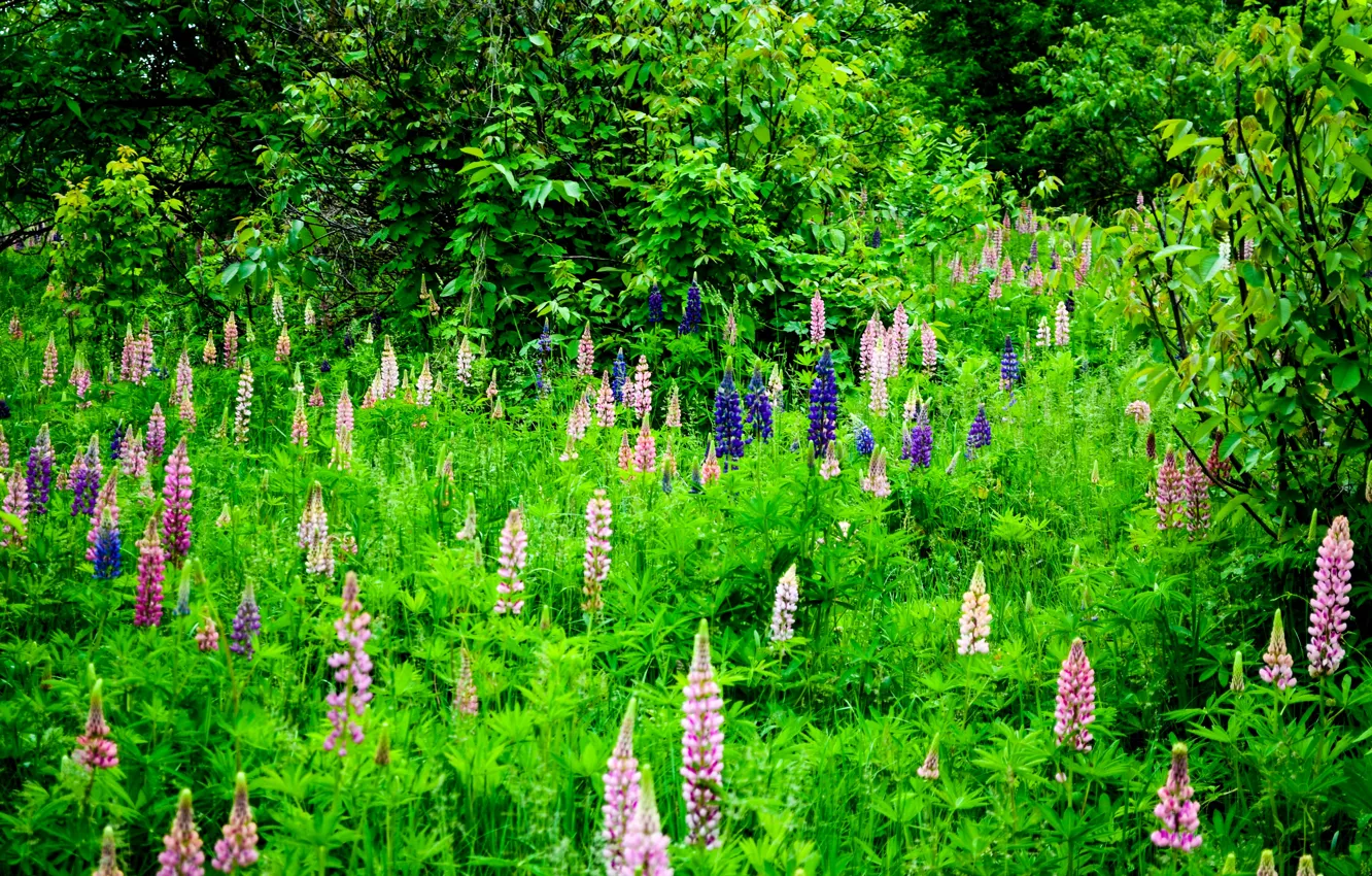 Photo wallpaper flowers, glade, beauty, pink