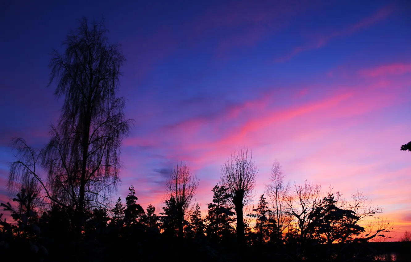 Photo wallpaper winter, forest, the sky, clouds, trees, landscape, sunset, nature
