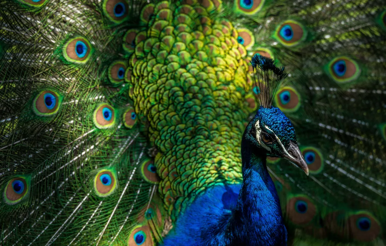 Photo wallpaper look, bird, bright, portrait, fan, tail, peacock, handsome