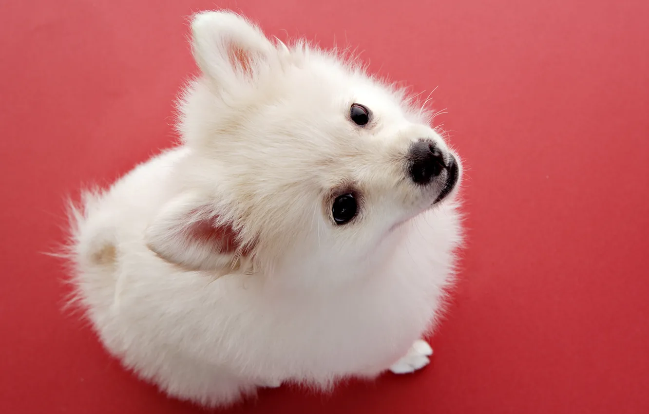Photo wallpaper dog, baby, puppy, white