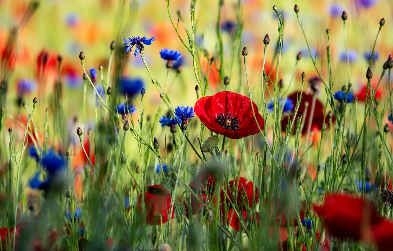 Photo wallpaper flowers, Maki, cornflowers