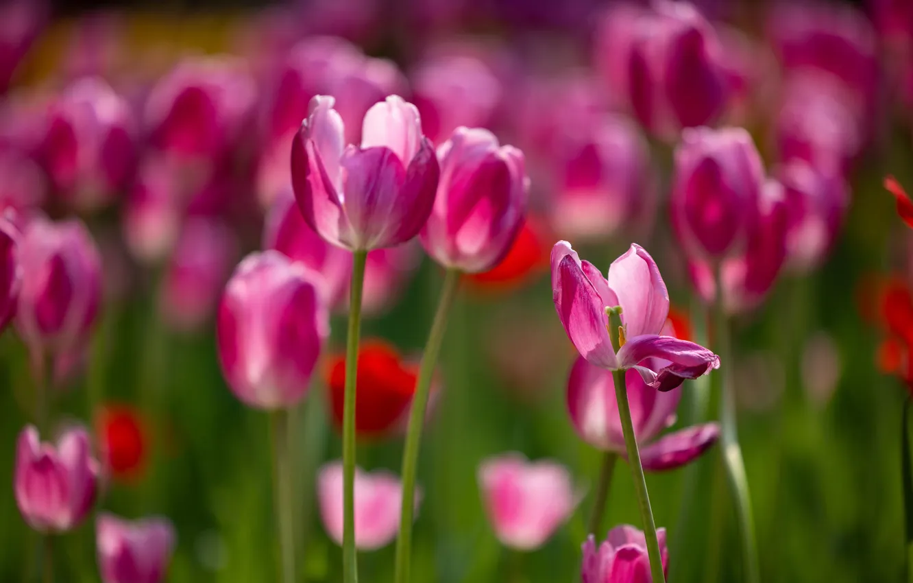 Photo wallpaper light, flowers, spring, petals, stem, tulips, pink, flowerbed