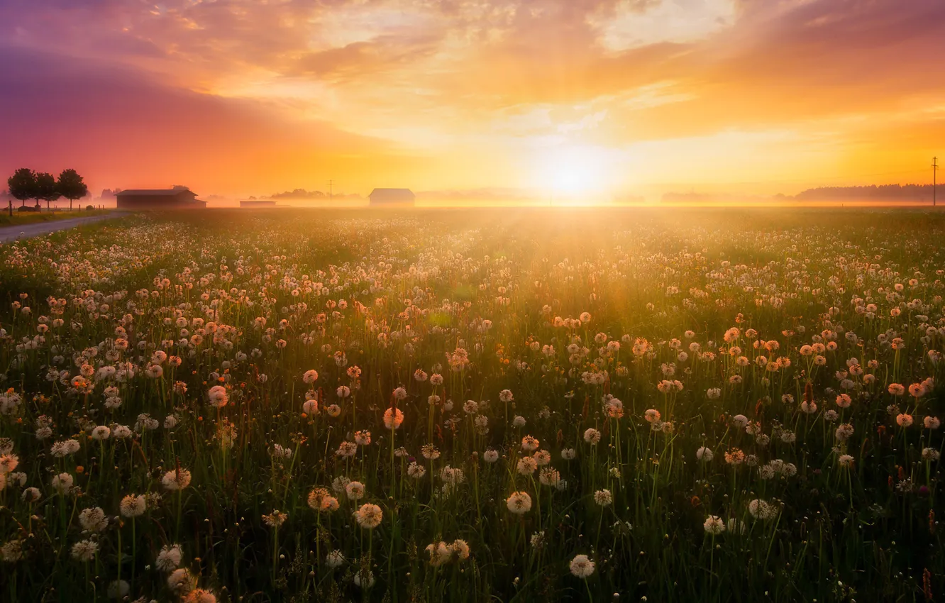 Photo wallpaper field, summer, light, sunset, nature, fog, dandelions