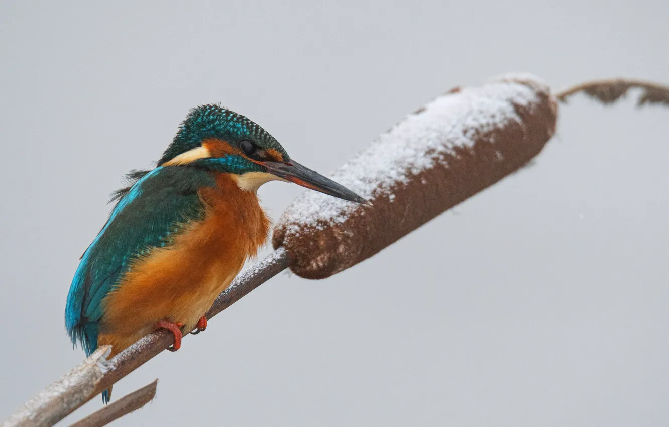 Photo wallpaper winter, snow, bird, reed, sitting, Kingfisher
