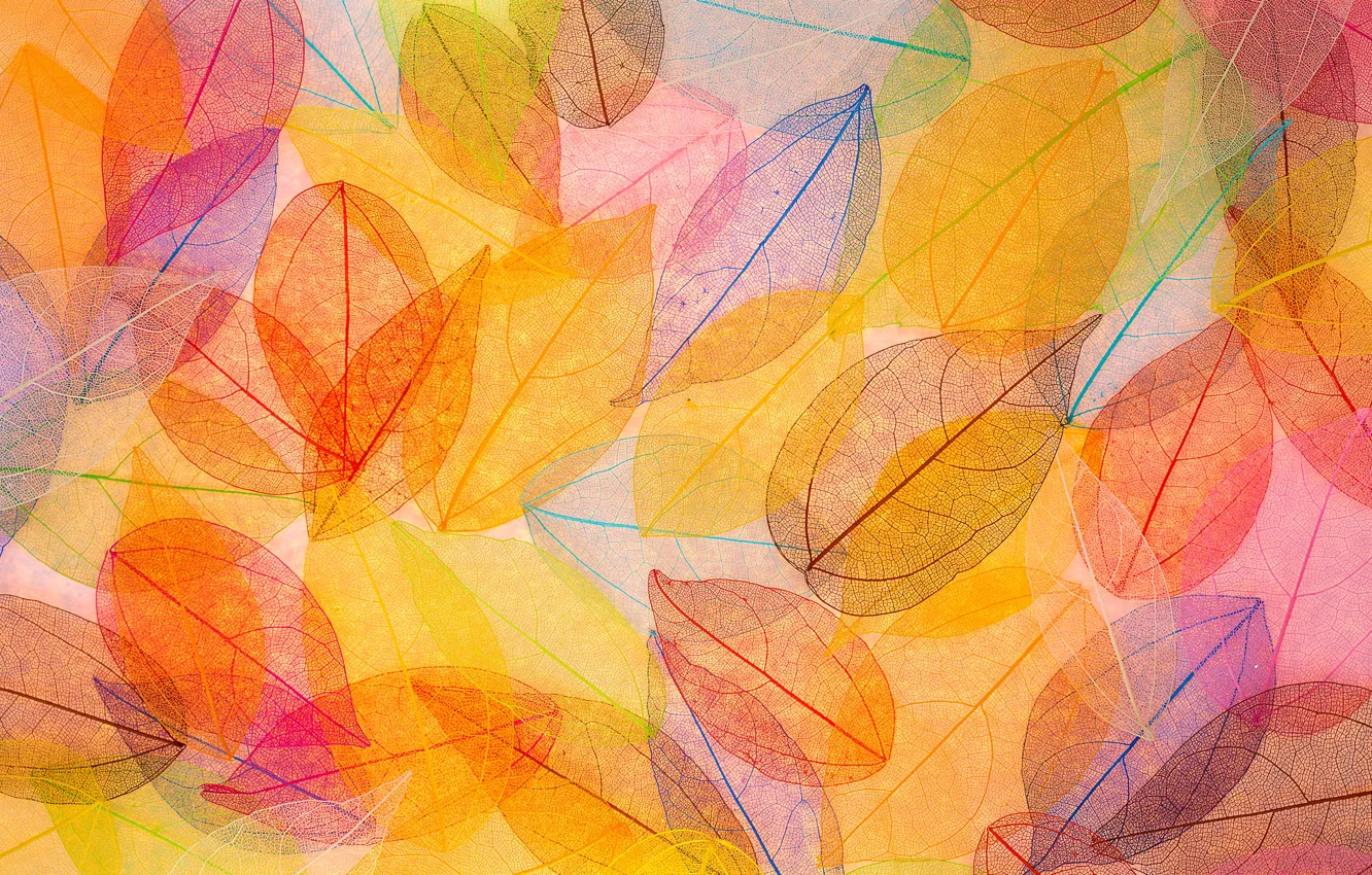 Photo wallpaper leaves, background, colorful, abstract, autumn, leaves, autumn, transparent