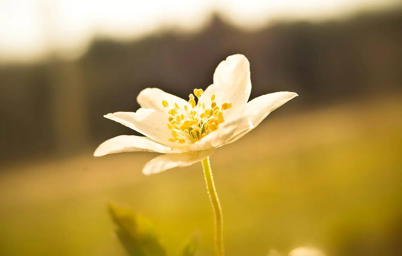 Photo wallpaper white, macro, flowers, yellow, nature, plant, petals, anemones
