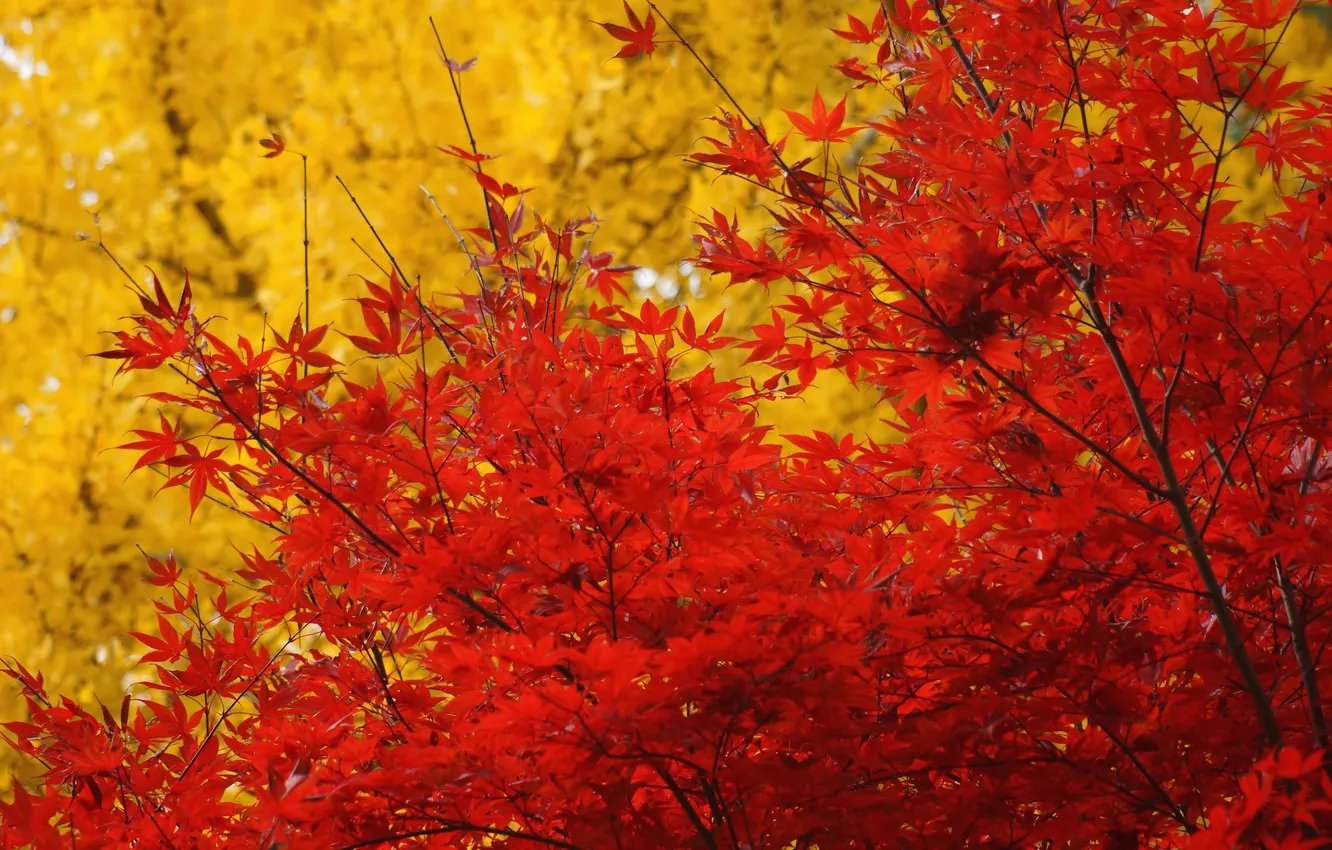 Photo wallpaper autumn, leaves, trees, yellow, red, maple, crown