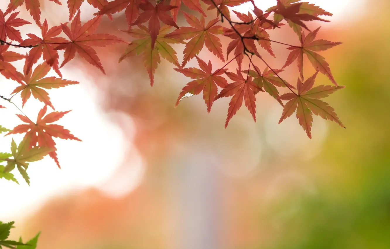 Photo wallpaper autumn, leaves, branches, maple, scarlet