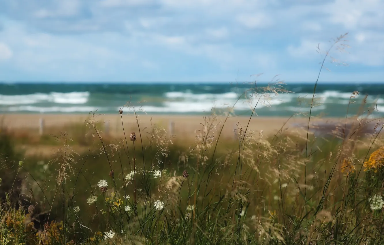 Photo wallpaper sea, grass, nature