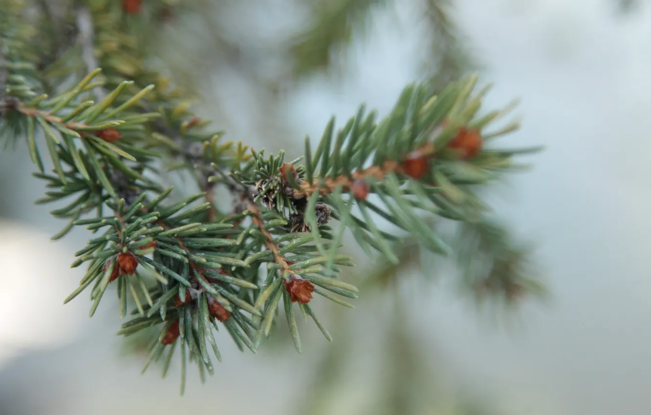 Photo wallpaper needles, branches, tree