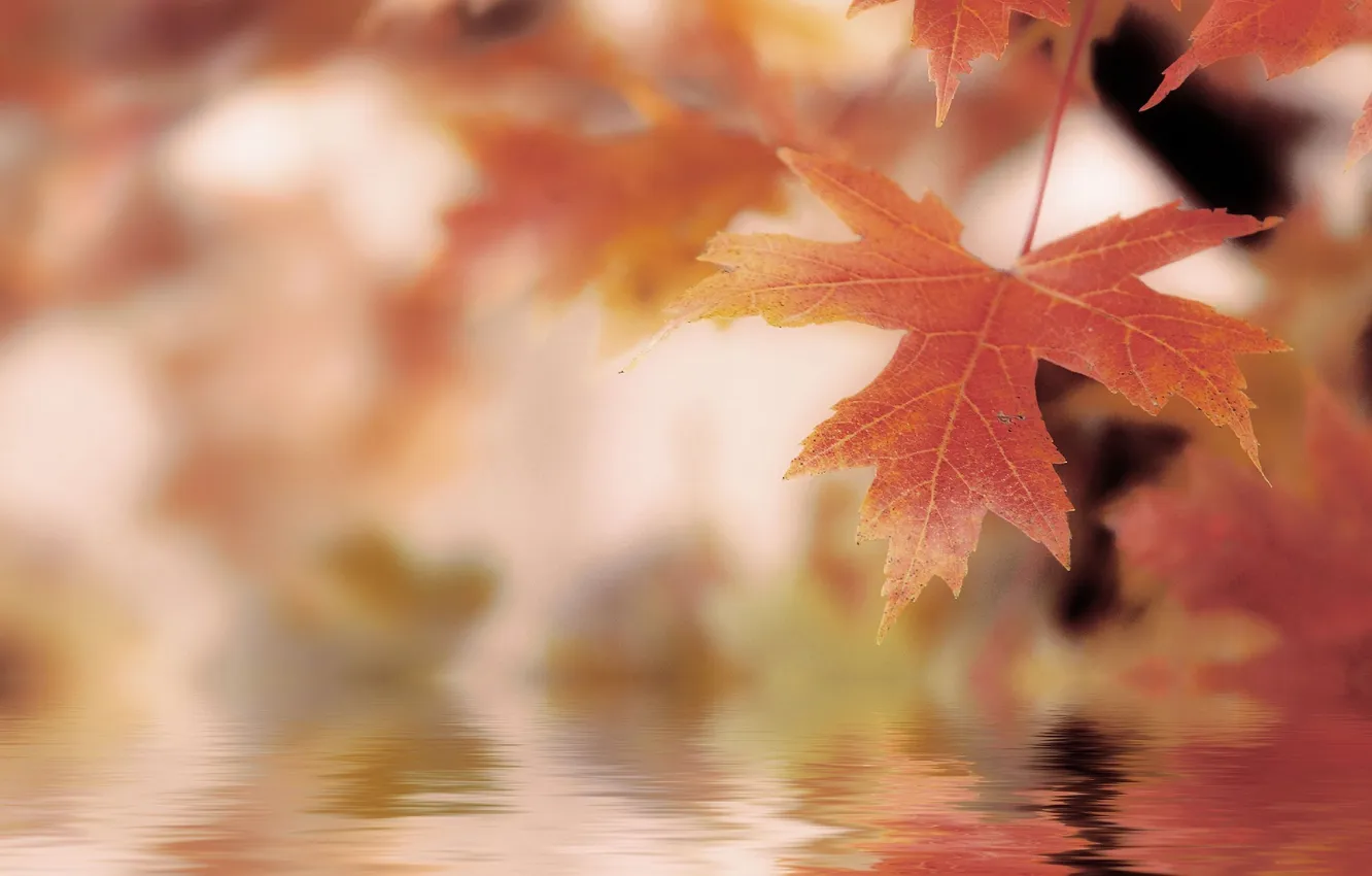 Photo wallpaper autumn, leaves, water, nature, macro