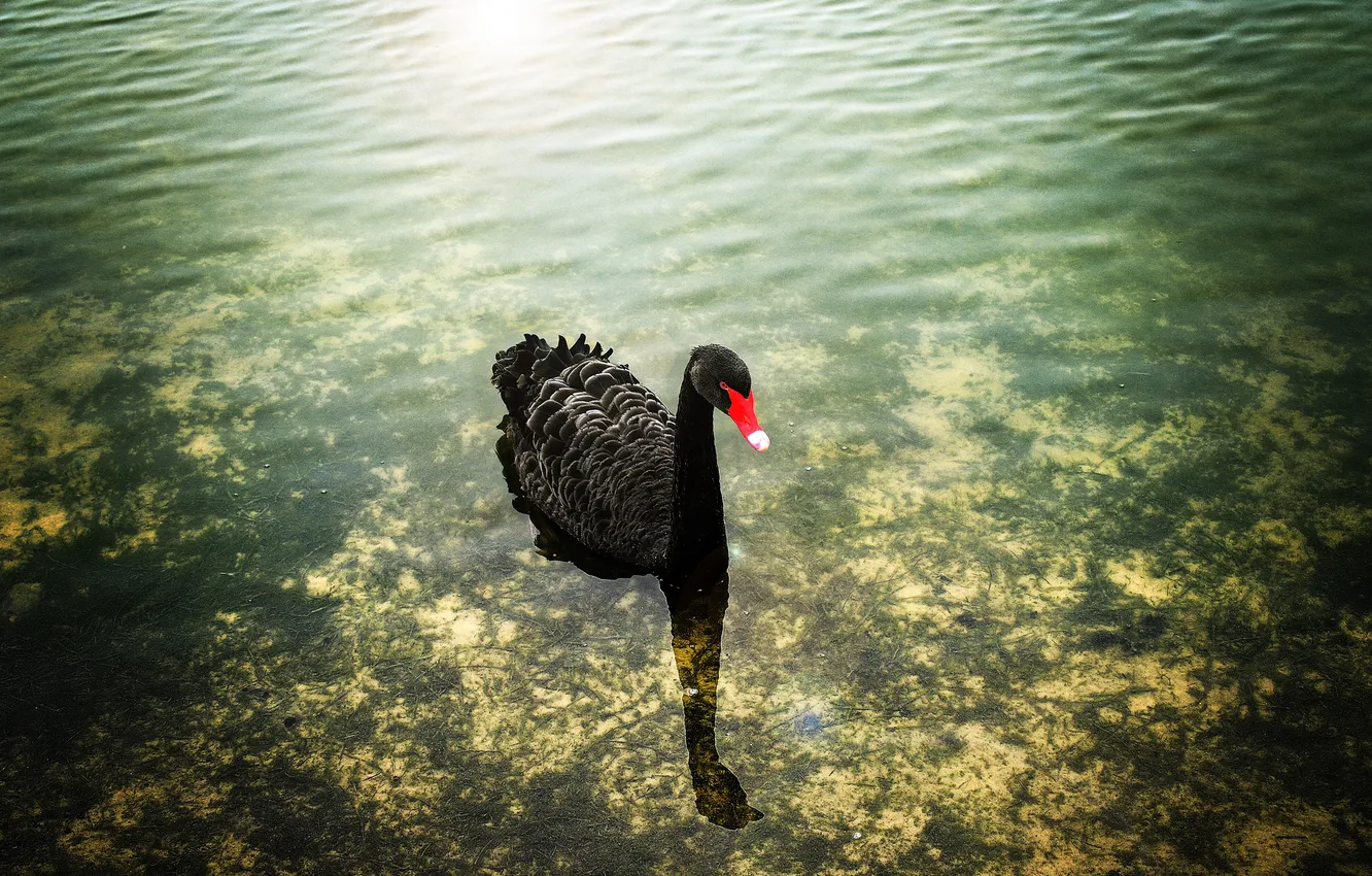 Photo wallpaper water, black, Swan, shallow water